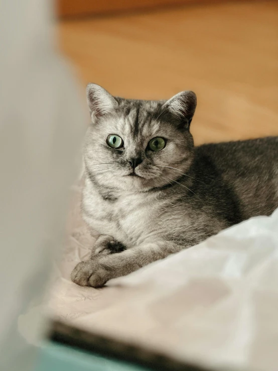 the grey cat is sitting on the bed with its head under the blanket