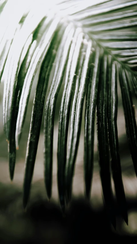 a close up po of an image of palm leaves