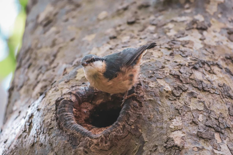 a small bird perched in the hole inside a tree