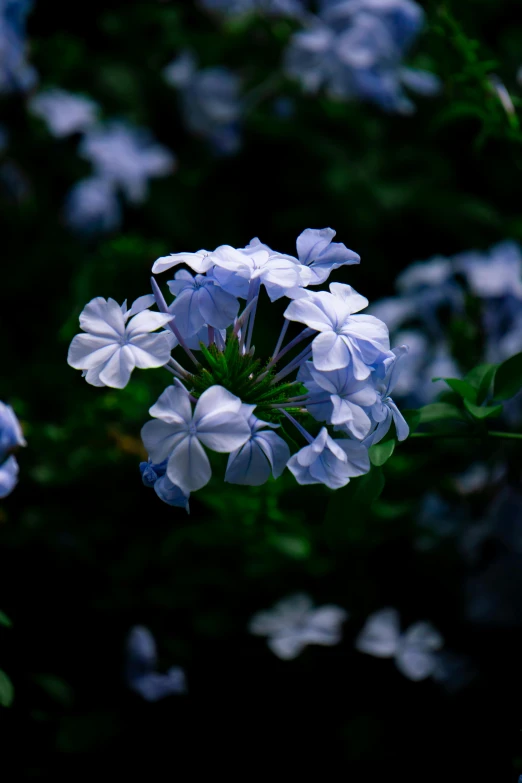 a bunch of blue flowers that are in the grass