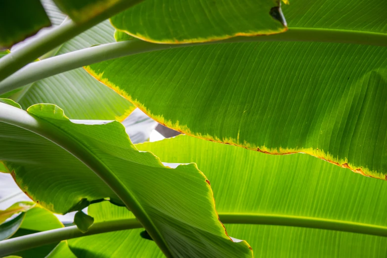 there are several large green leaves with yellow spots