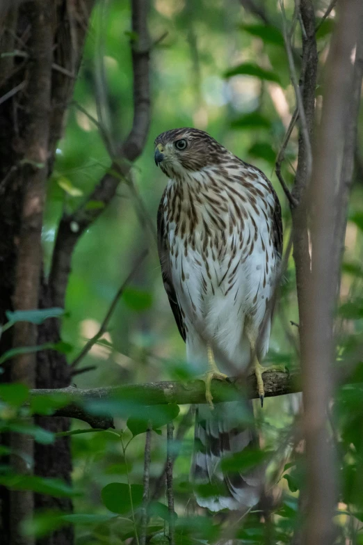 an hawk sitting on a tree nch in the woods