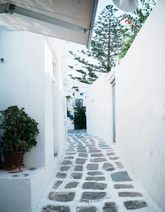 a small alleyway in a small town with plants on either side of the alley