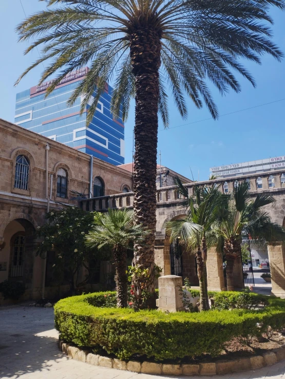 palm tree in large courtyard area next to building with flags on top