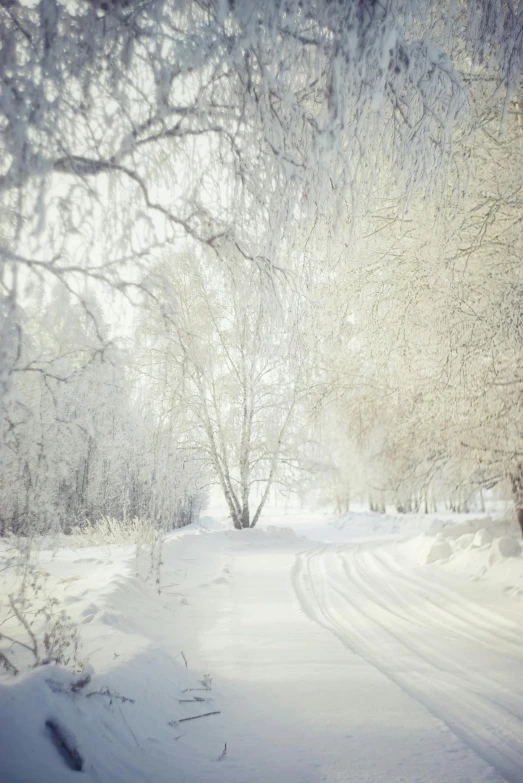 a snow covered road surrounded by trees and bushes