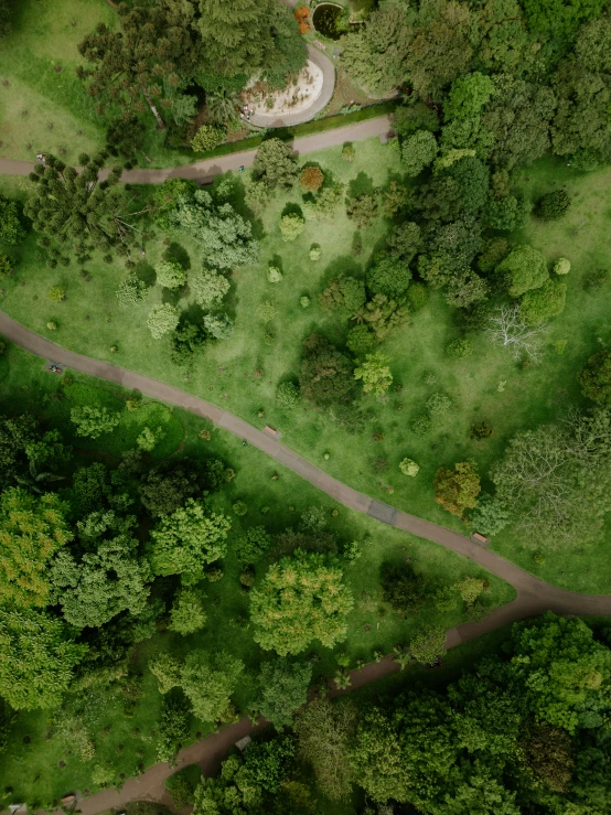 aerial s of trees, grass and dirt roadway