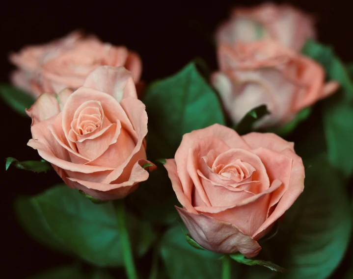 there are three pink roses that are in the same bouquet