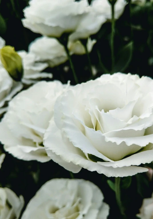 closeup view of white flowers that are in bloom