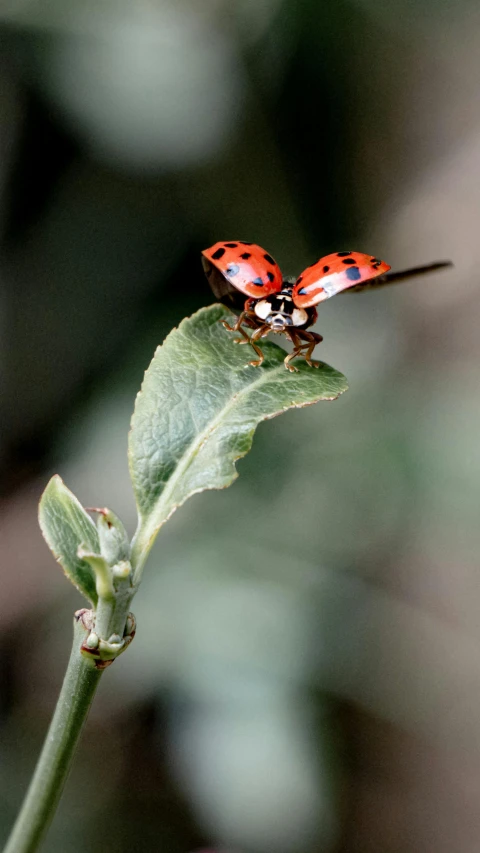 a couple of red bugs sitting on top of a leaf