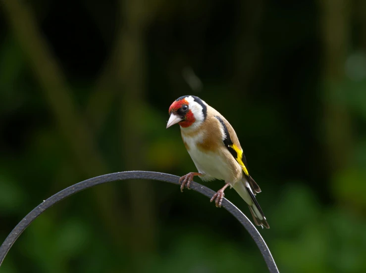 a bird is perched on a metal bar