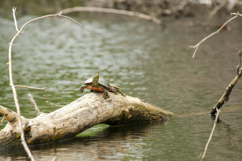 a couple of frog frogs perched on a log in water