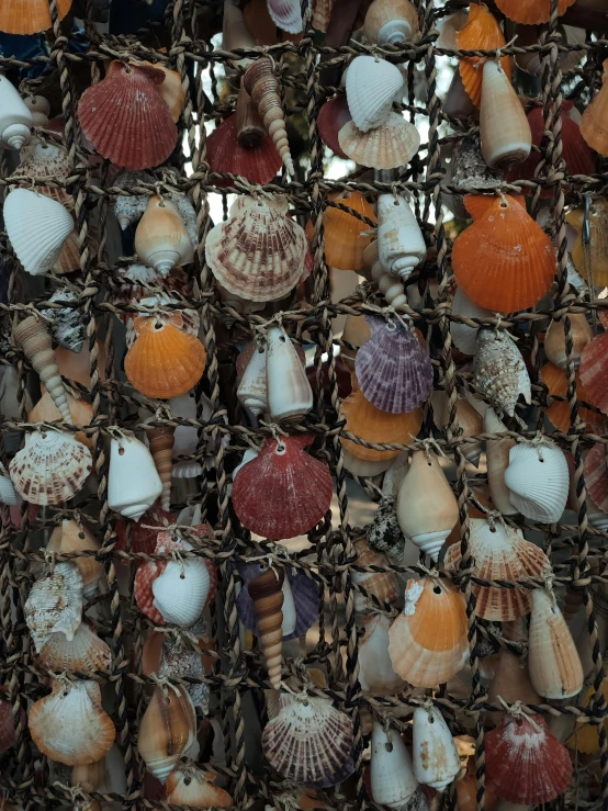 several sea shells are on display in an old cage