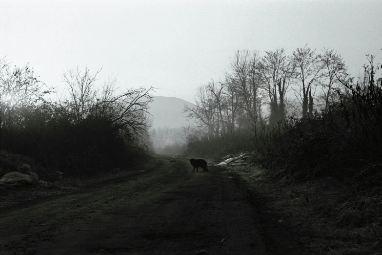 black and white po of dog running down a dirt road