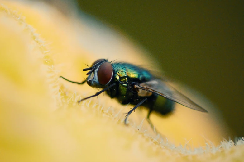 a close - up of the green fly that was standing on a yellow plant