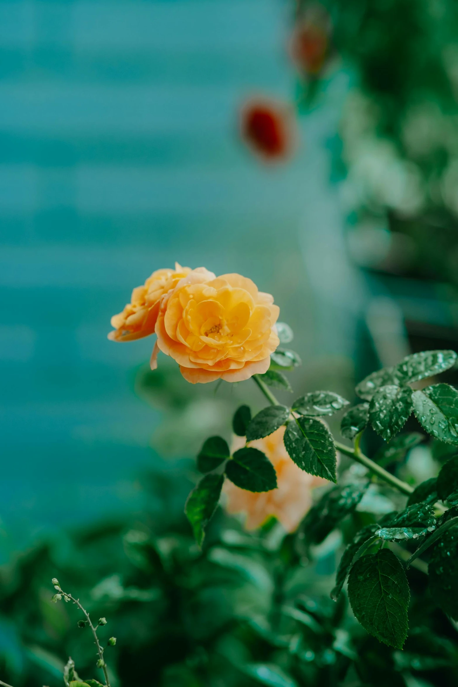 some pretty orange flowers on a bush