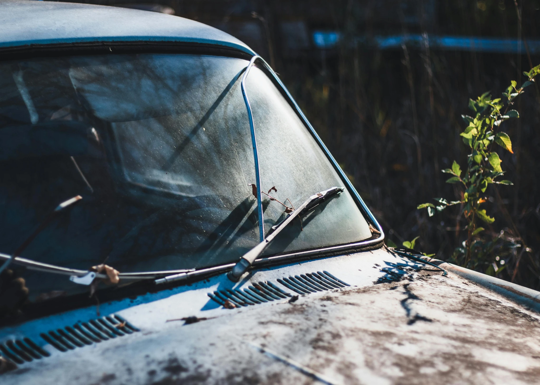 an old white car with rusting and a tree