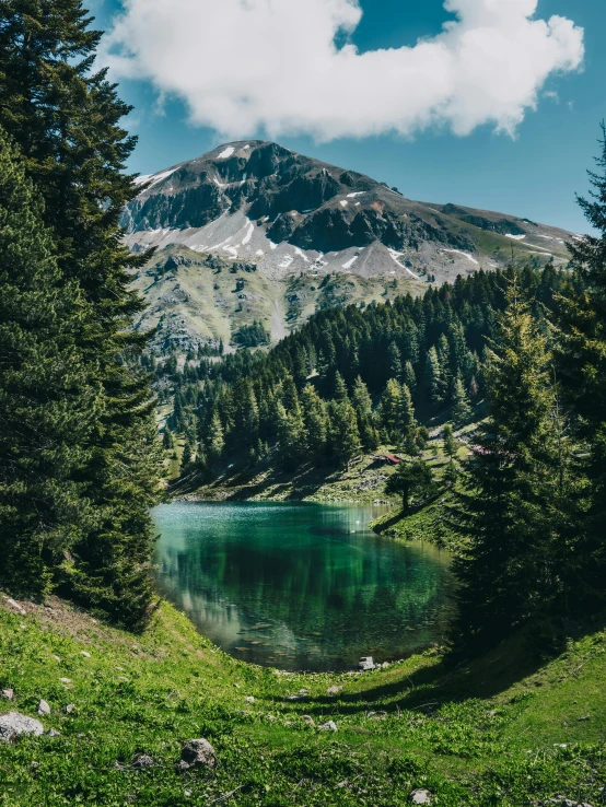 some trees bushes and a mountain with blue water