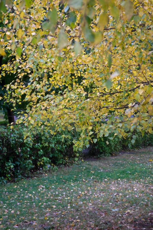 an empty park bench in the middle of a leaf covered field