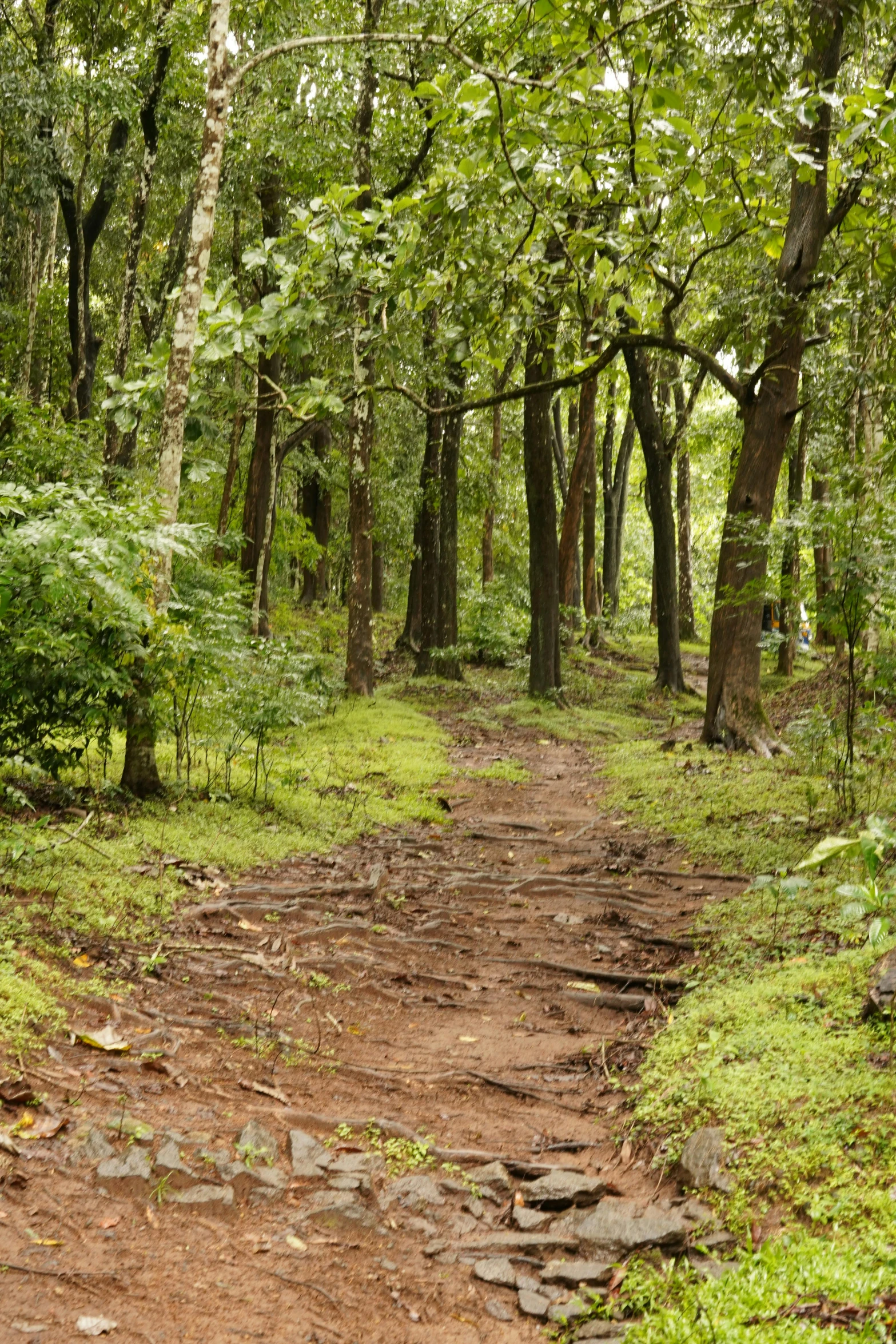 a pathway winding in the woods with trees