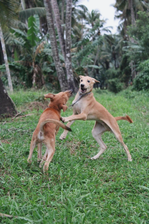 two dogs fighting each other on grass in the woods