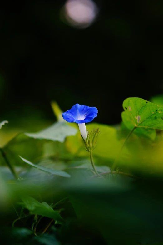 a blue flower sitting on top of green leaves