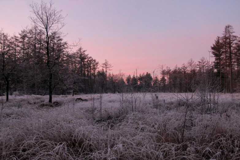 snow covered grass and trees in the distance