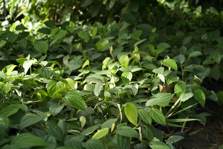 many green plants and trees in the forest