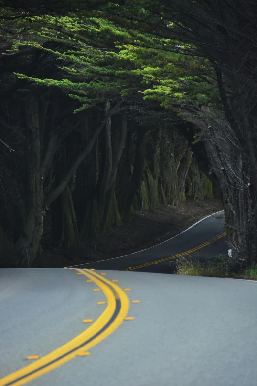 the road is lined with trees on both sides