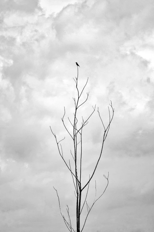 a tree with no leaves on it against a cloudy sky