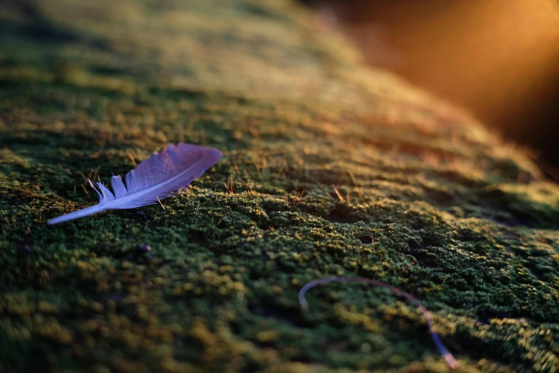 a white feather resting on moss in the sun