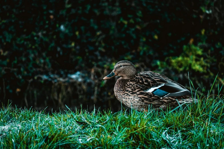 there is a duck that is standing in the grass