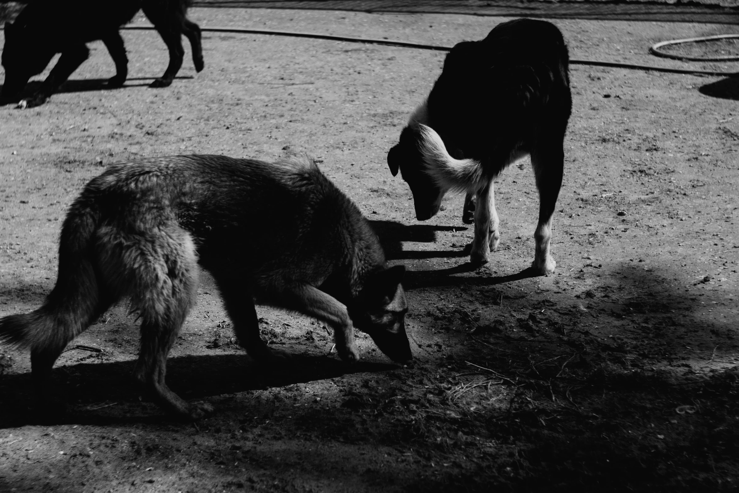 a couple of dogs are eating food from the ground