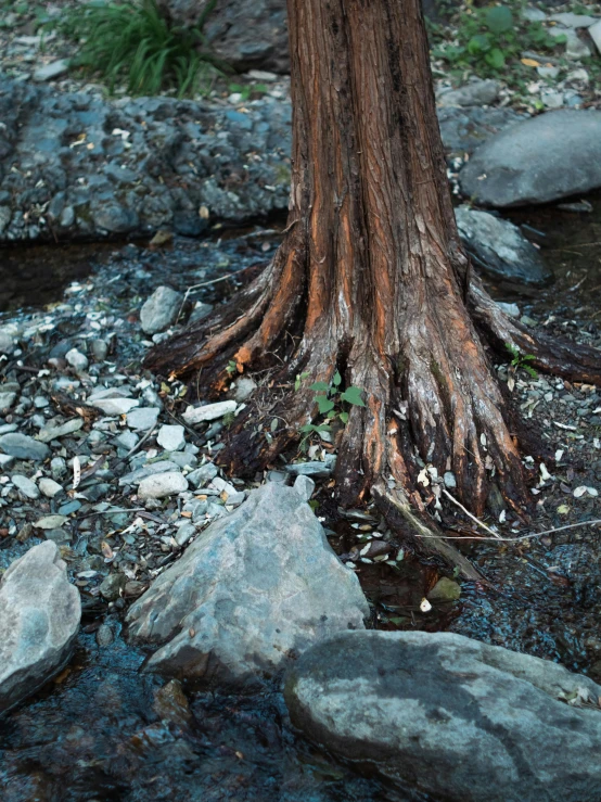 a closeup of the trunk of a tree with rocks and water