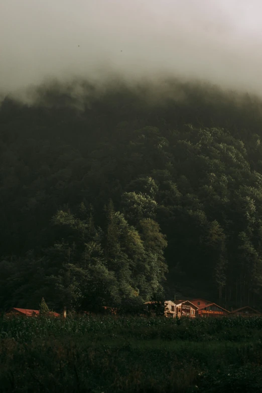 two horses grazing in a field with trees