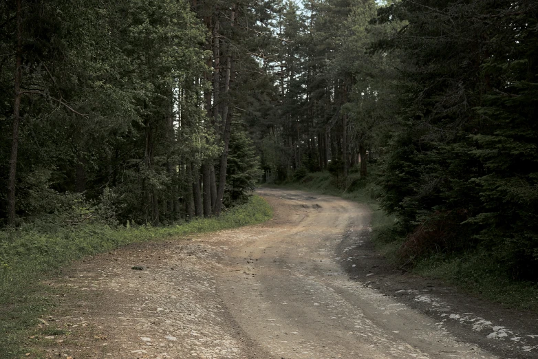 there is a small dirt road in the middle of a pine forest