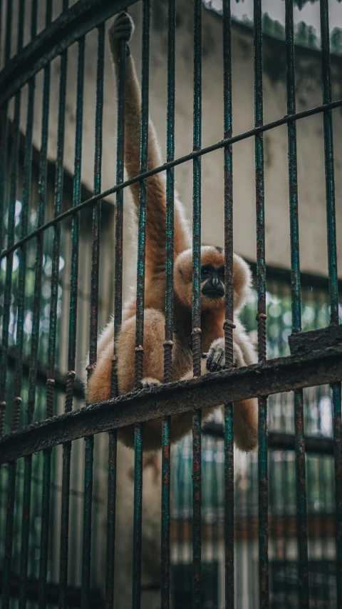 an oranguel hanging on to a wire fence