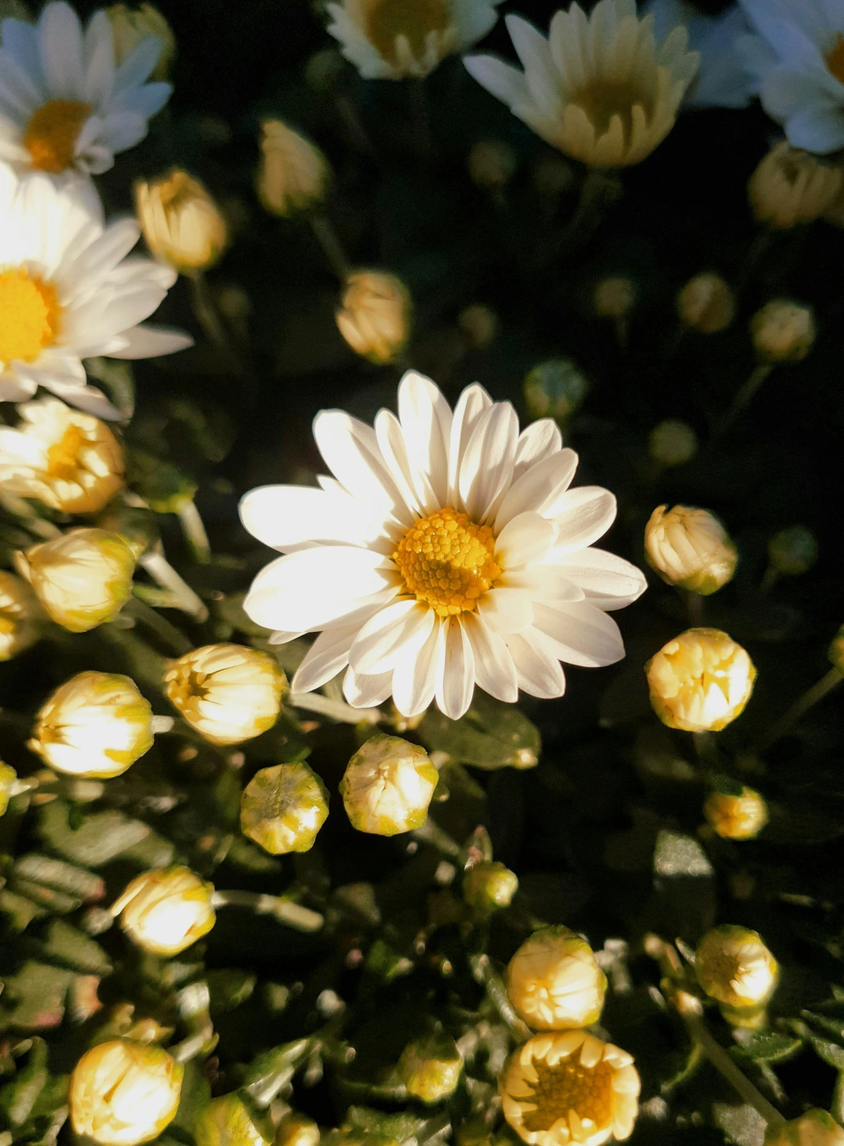 some small white flowers sitting on a bush