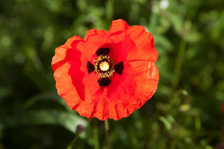 the flower is growing on the plant with green leaves