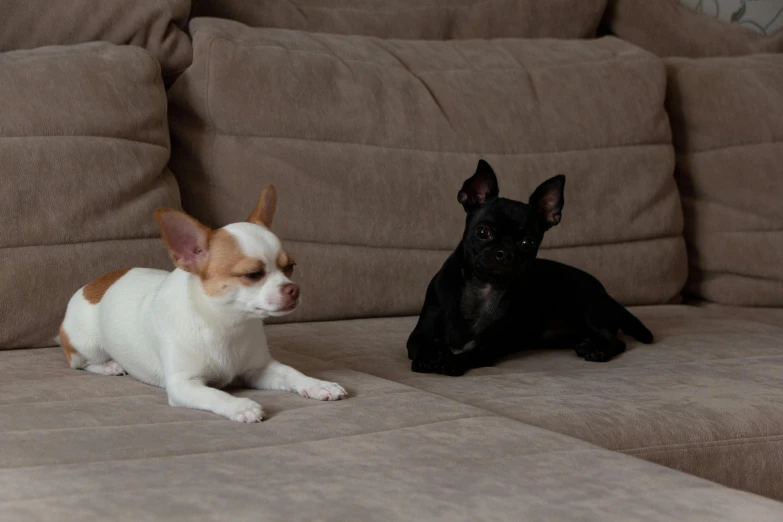 two small dogs are sitting on a sofa