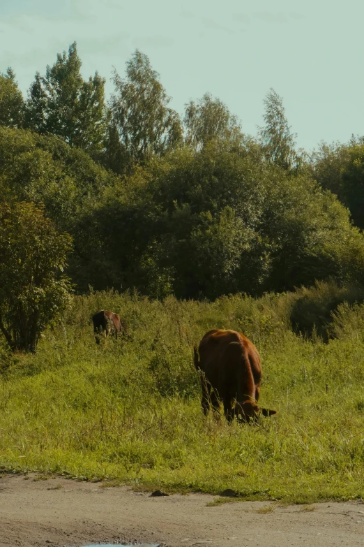 cows are grazing in the green grass beside a small pond