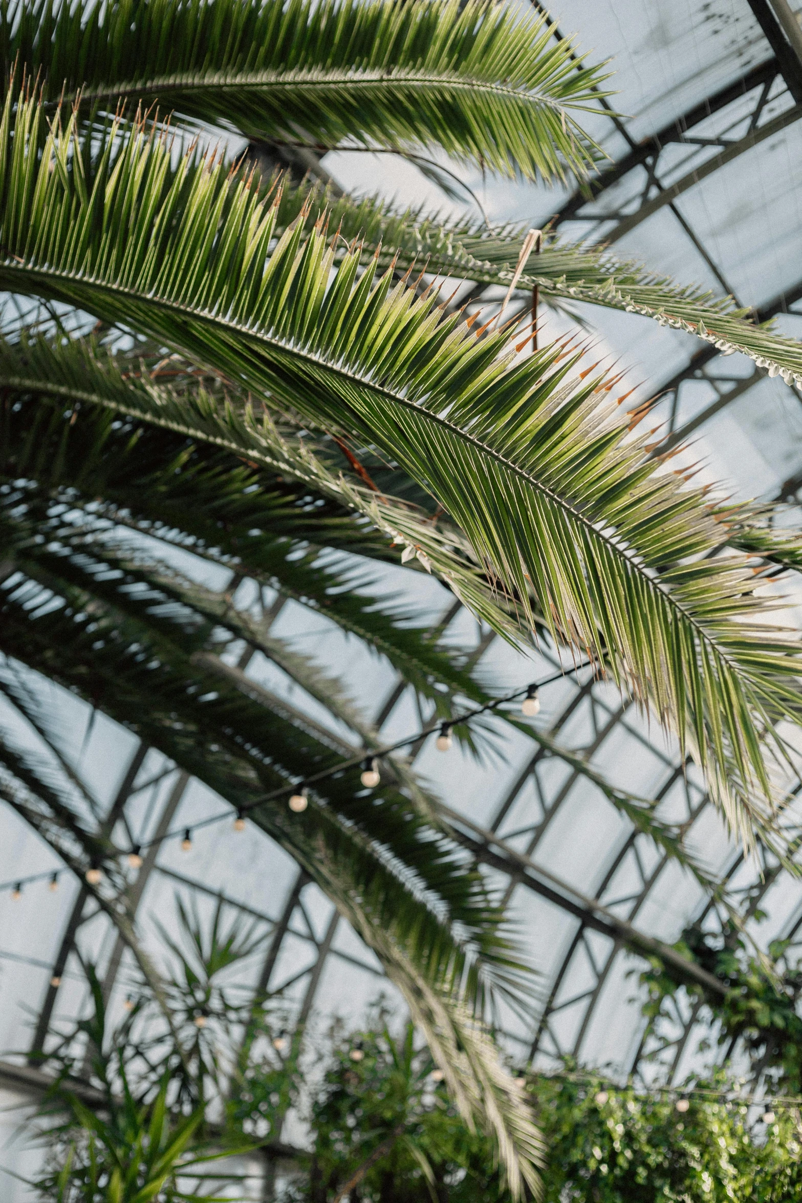 palm tree leaves grow inside an outdoor greenhouse