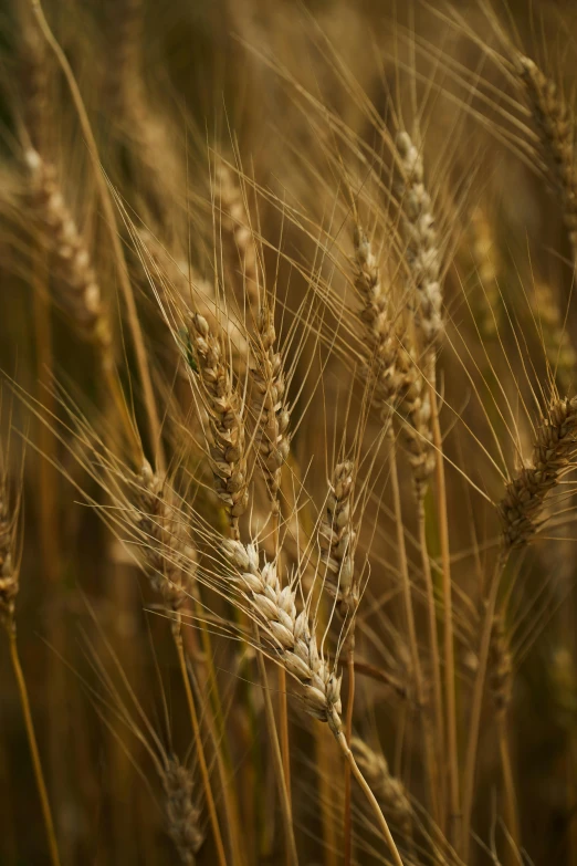 a close up image of grain is seen in the middle of a field