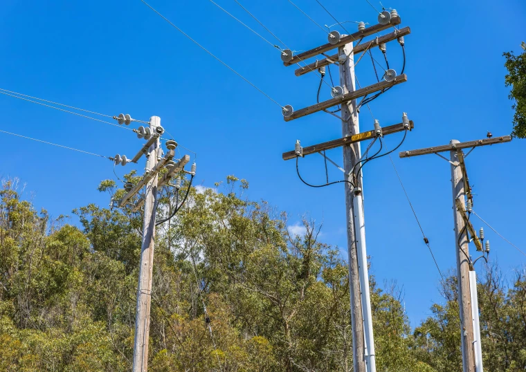 a row of power lines in the woods