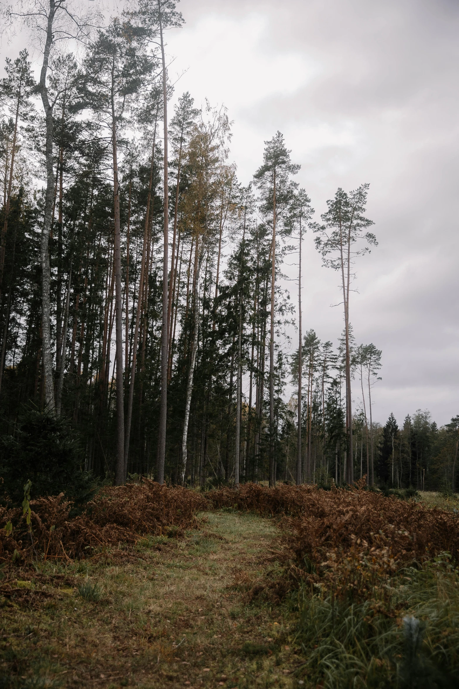 trees and shrubs stand in the middle of an area of scrub land