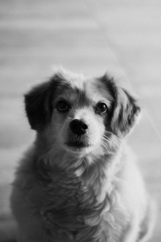 black and white image of a small dog