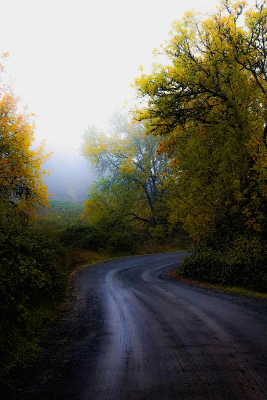 a road in the woods in front of some trees