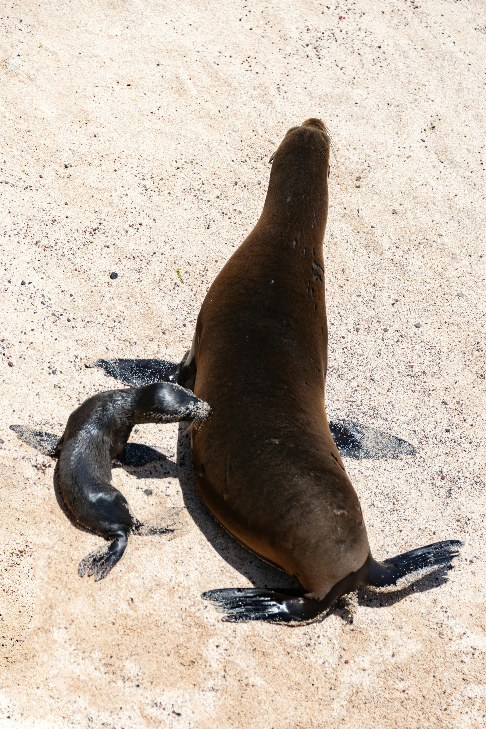 a seal looking up at a sea lion in the sand