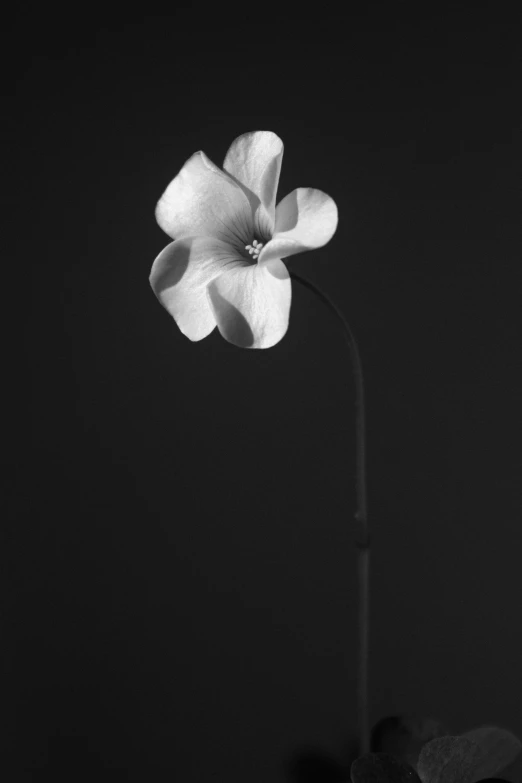 there is a black and white po of a flower