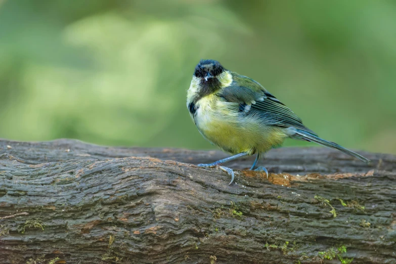 a green bird sitting on a log in front of a tree