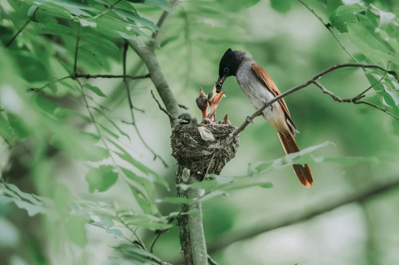 two birds on a tree limb with their beaks open